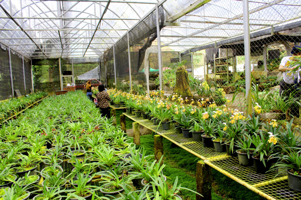 serra di coltivazione orchidee