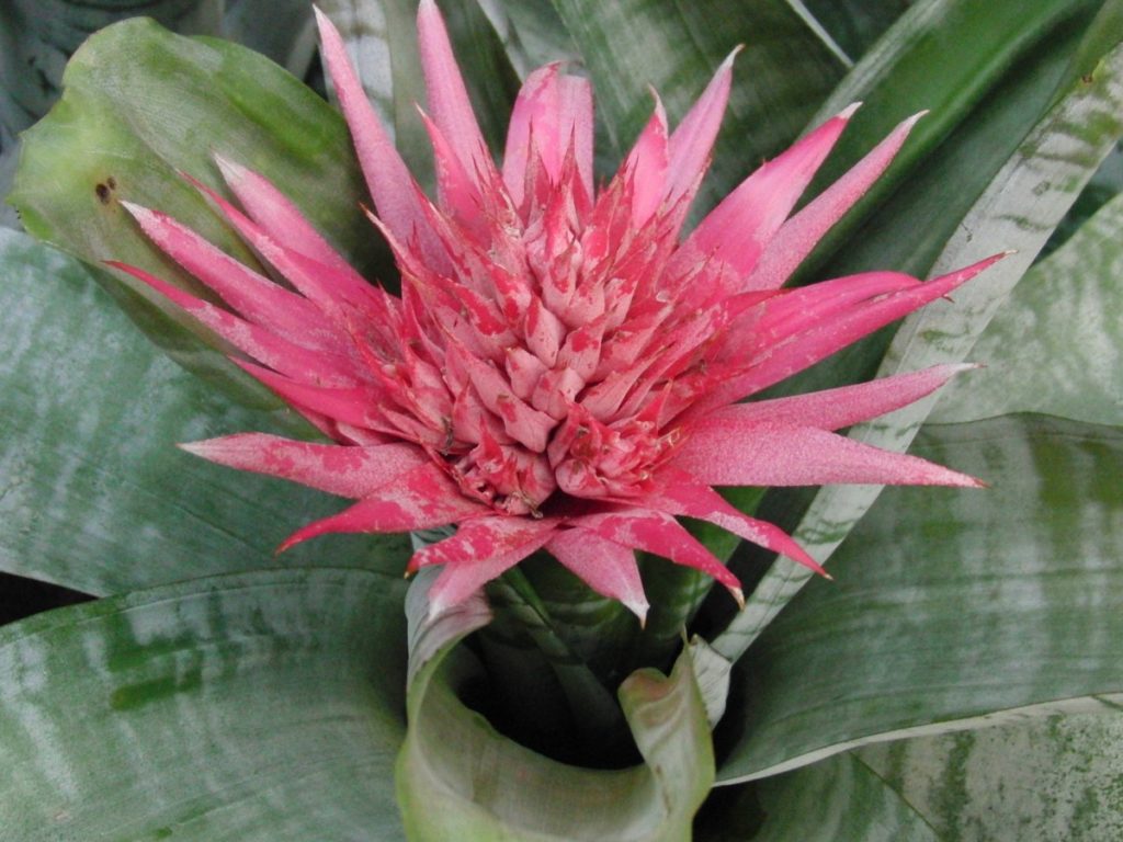 aechmea