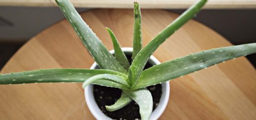 aloe vera