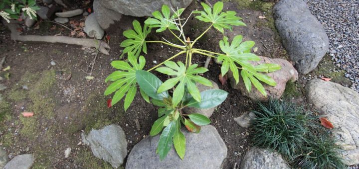 aralia