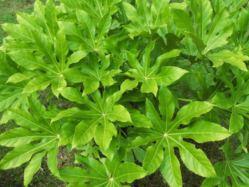 Aralia