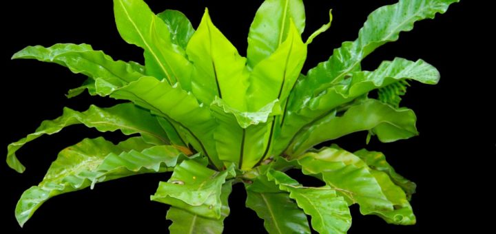 asplenium