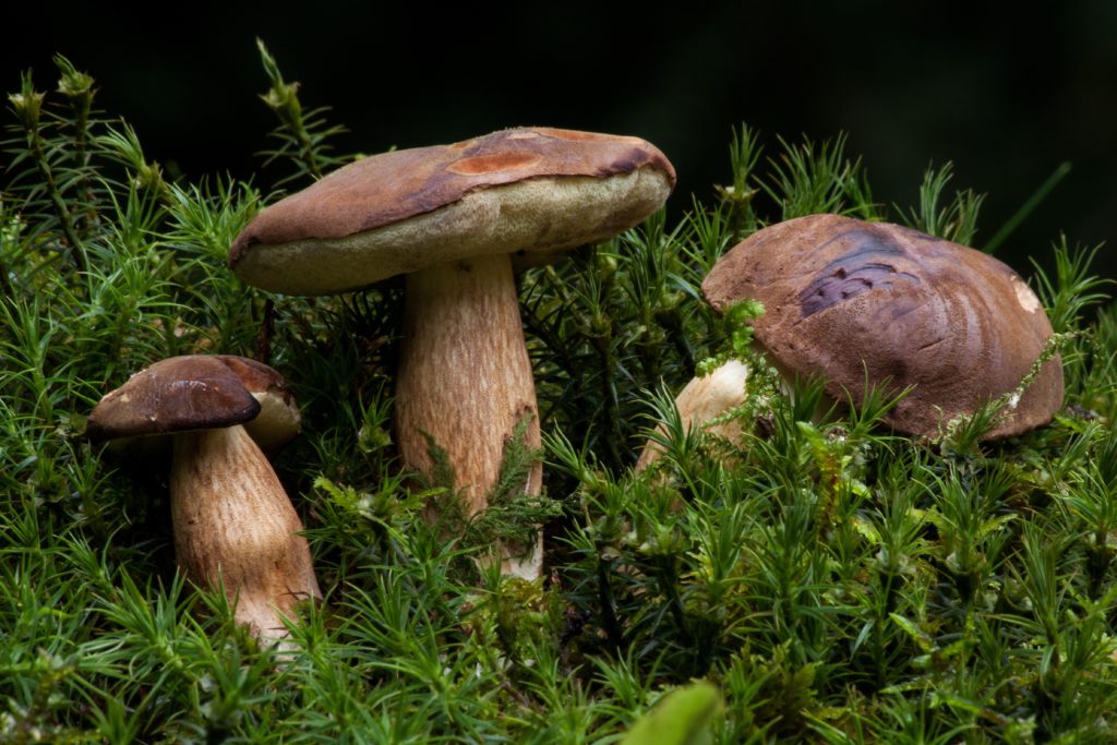 Boleto Appendicolato - boletus appendiculatus