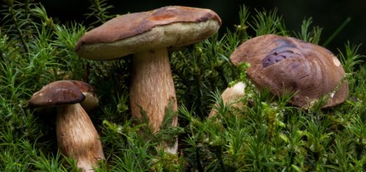 Boleto Appendicolato - boletus appendiculatus