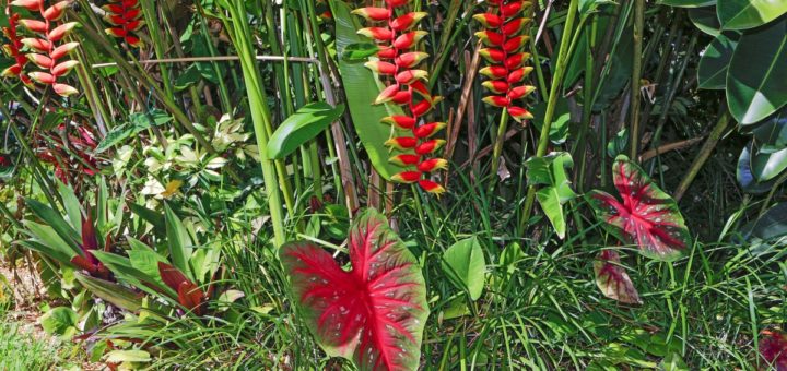 caladium