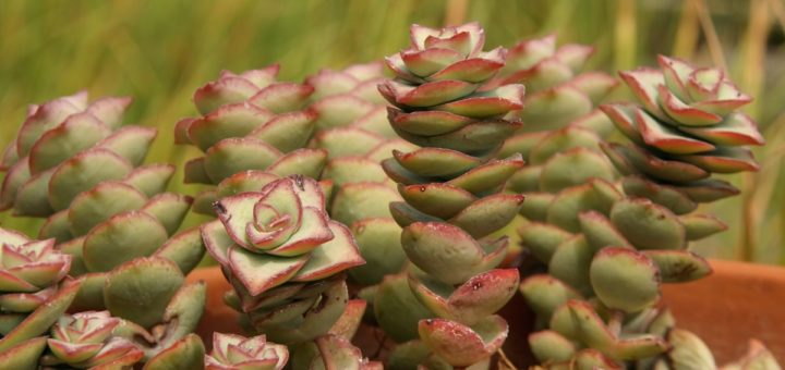 kalanchoe