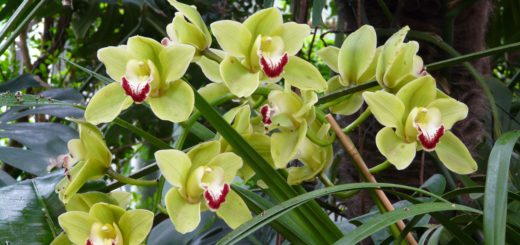 Cymbidium