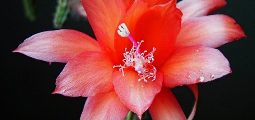 Epiphyllum