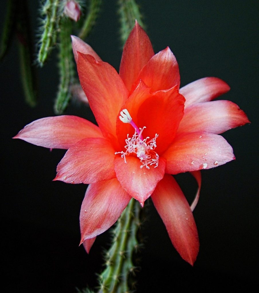 fiore Epiphyllum
