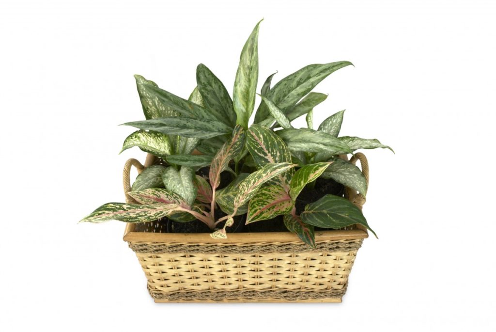 dieffenbachia