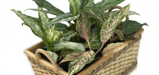 dieffenbachia