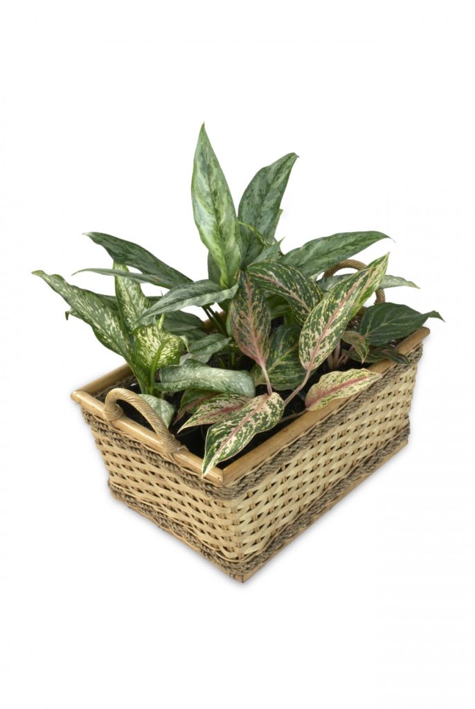 composizione dieffenbachia