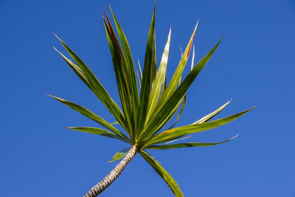 dracena