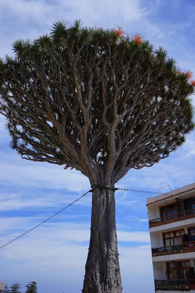 albero di dracena