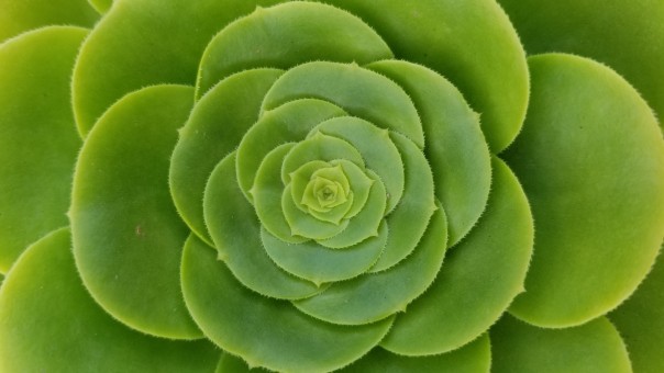 echeveria