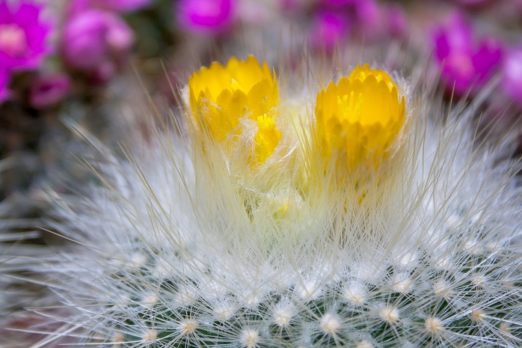 fiore Echinocactus