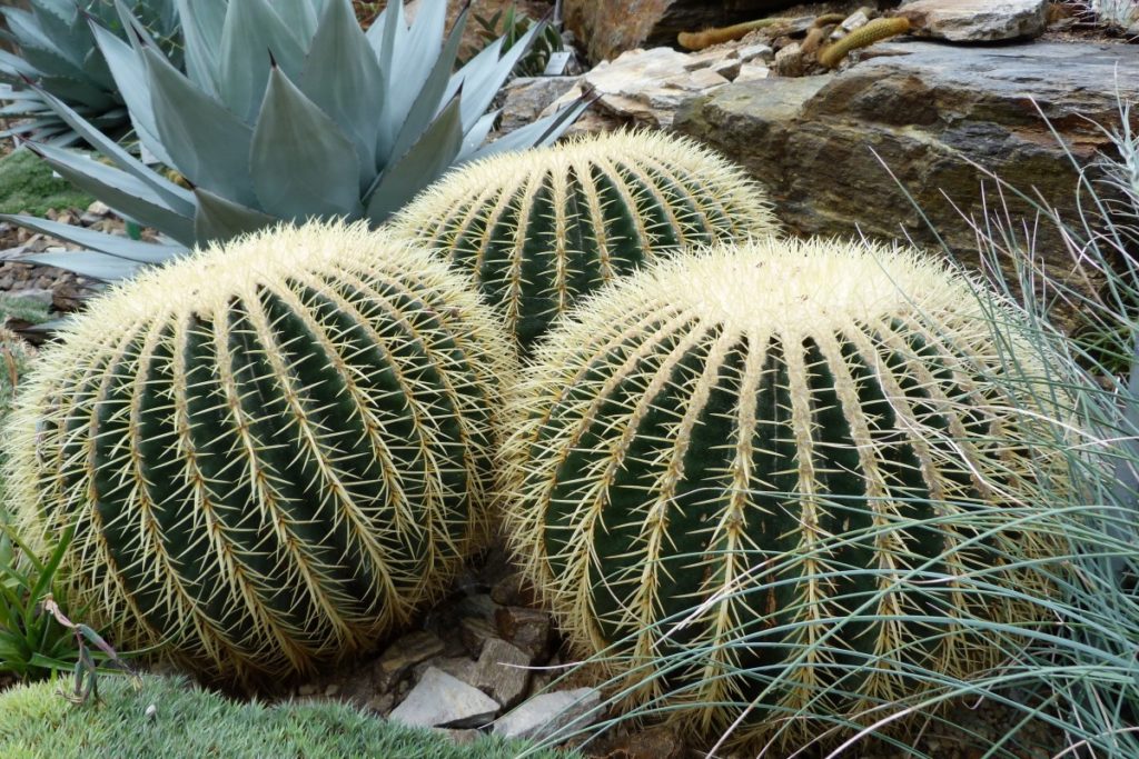 Echinocactus