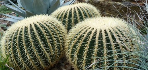 Echinocactus