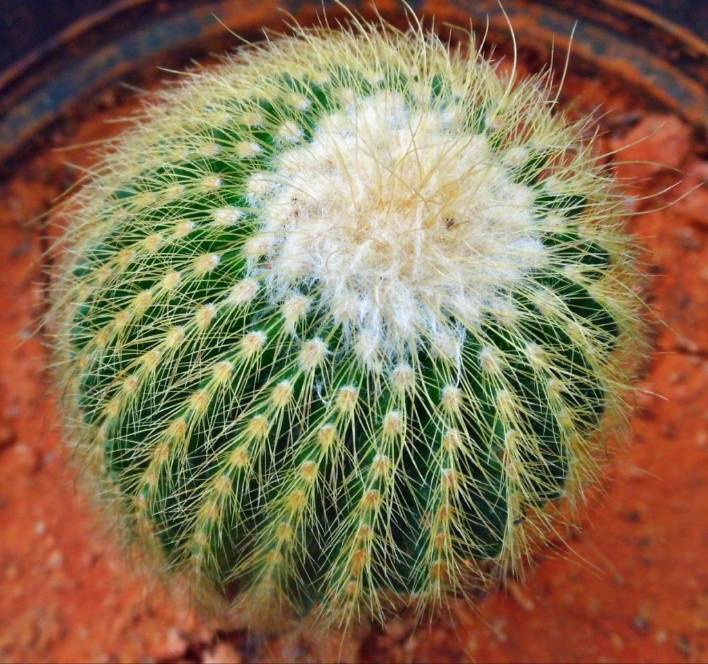 cuscino di suocera
