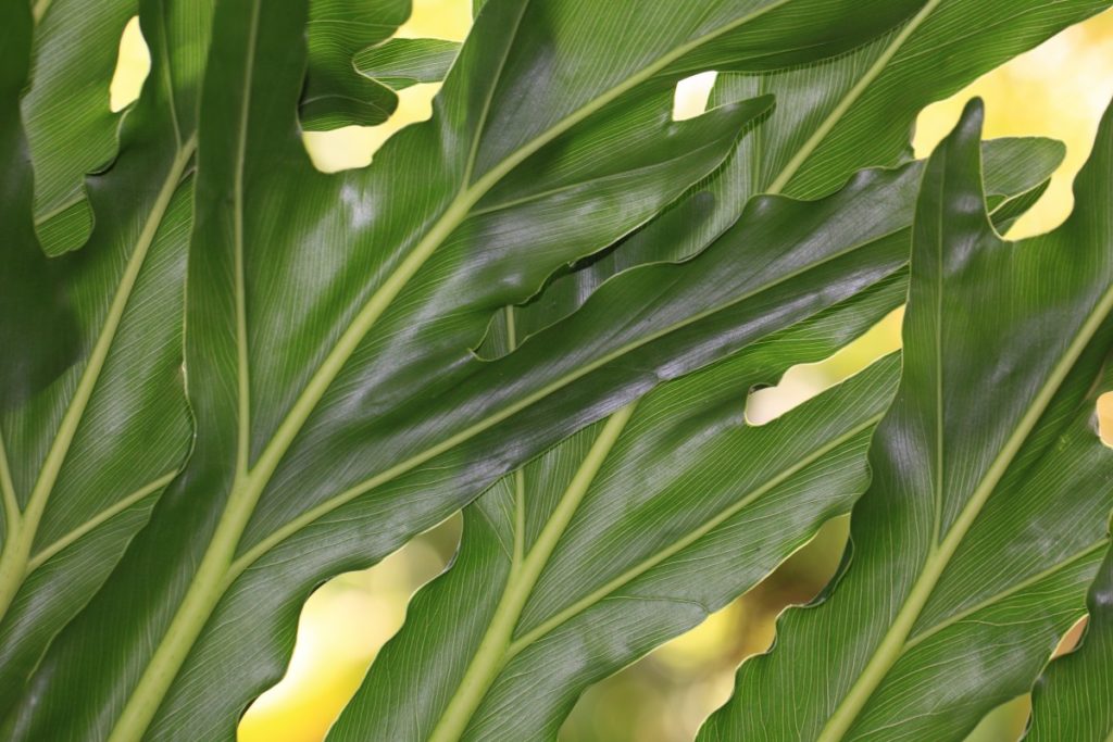 philodendron