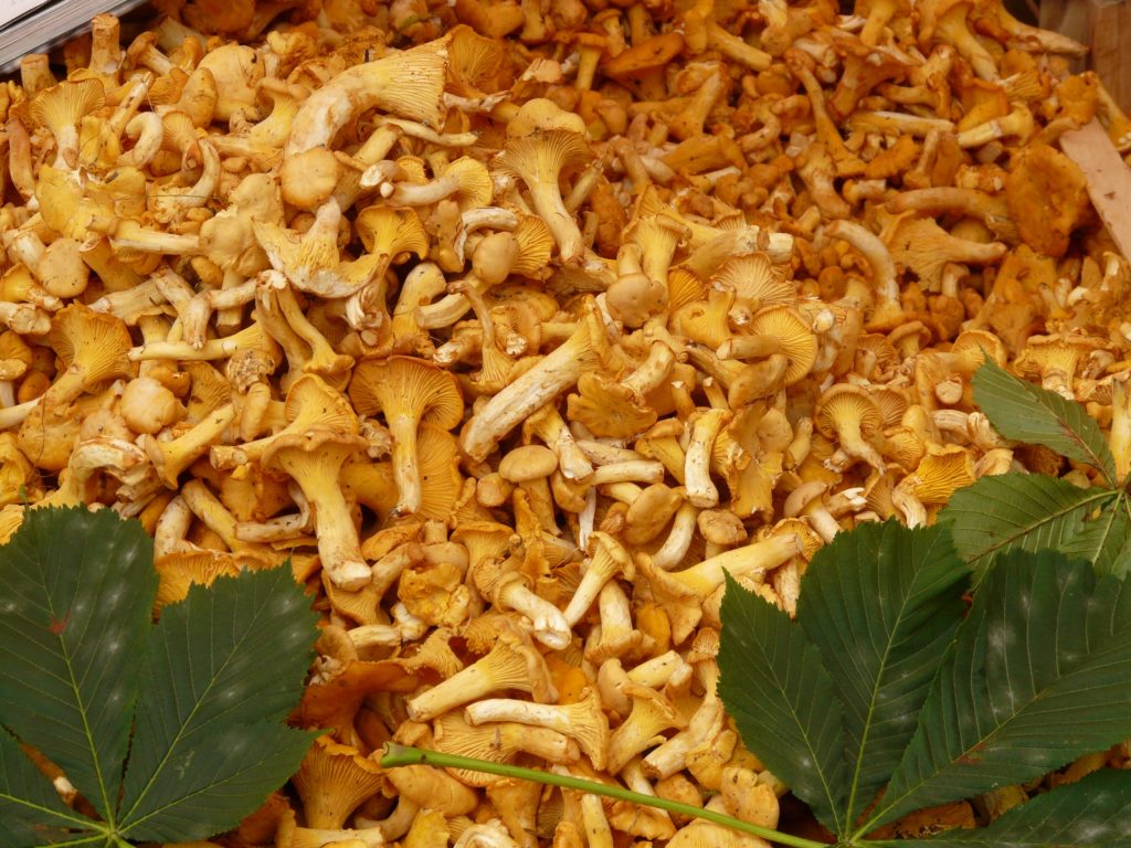 taccolto di Finferlo - Cantharellus cibarius