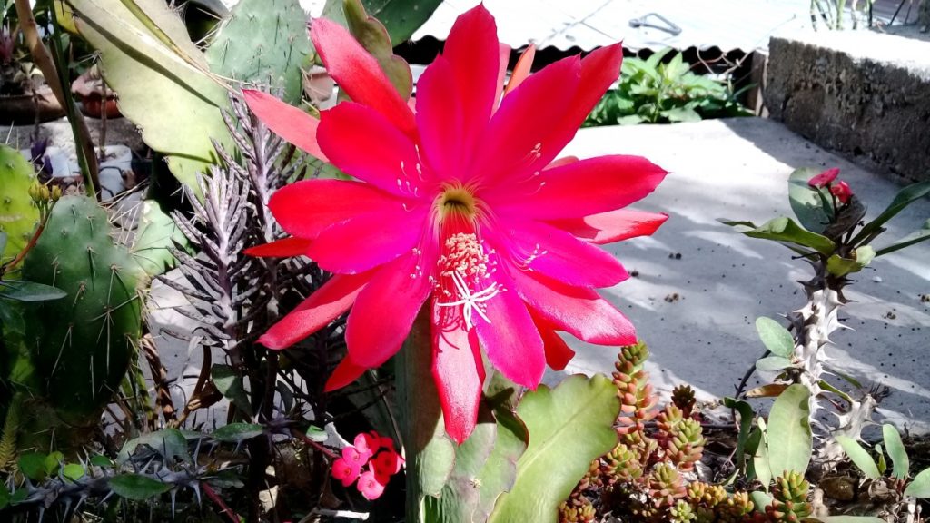 dettaglio fiore Epiphyllum