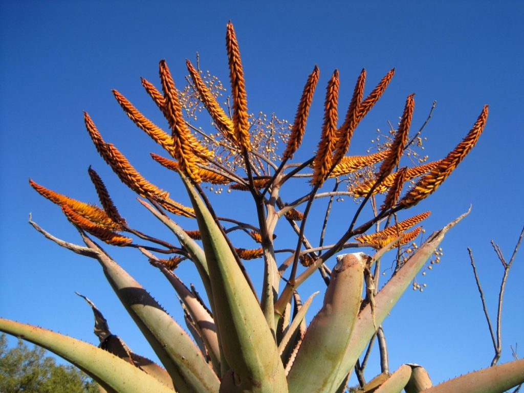 fiore aloe vera