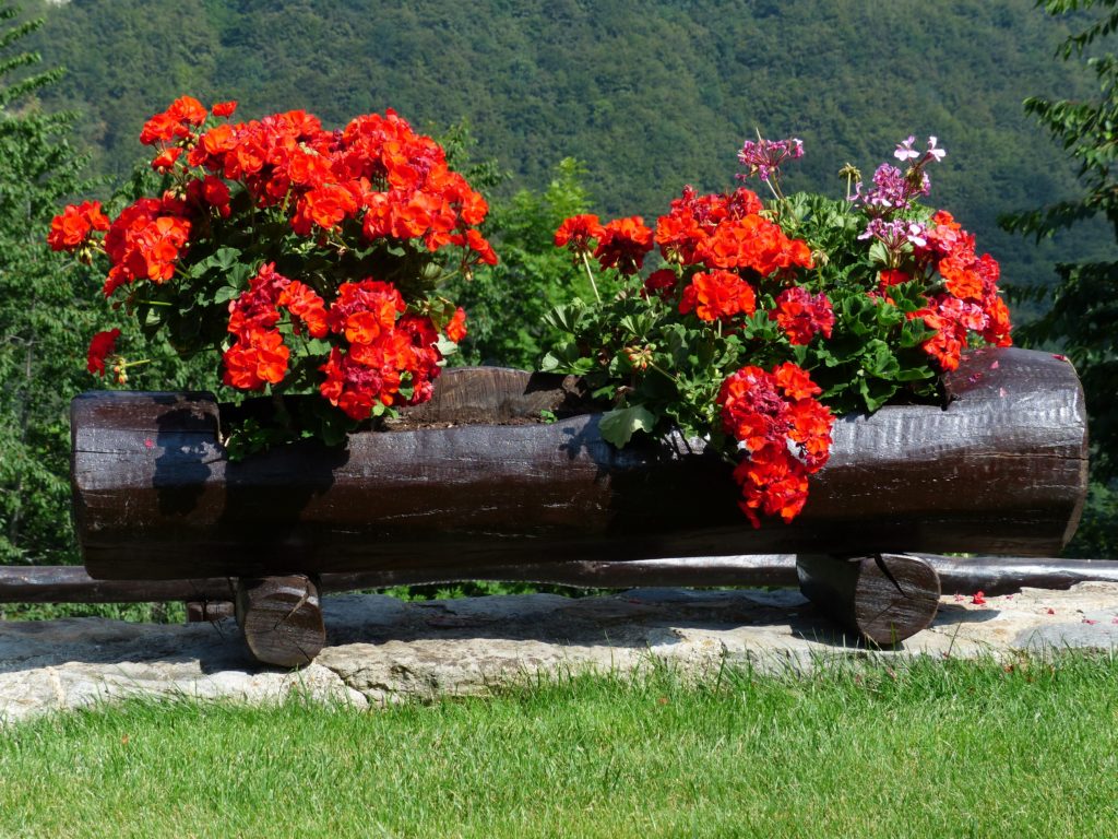 Geranio Pelargonio