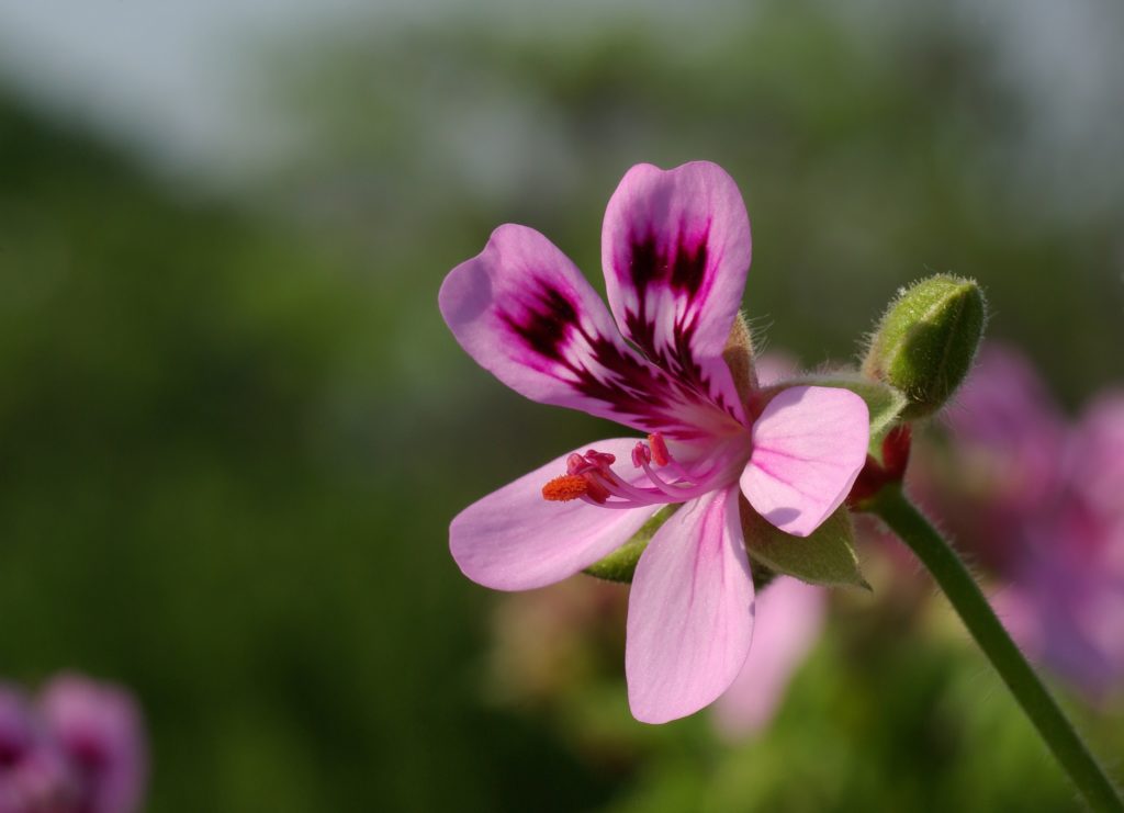 dettaglio fiore
