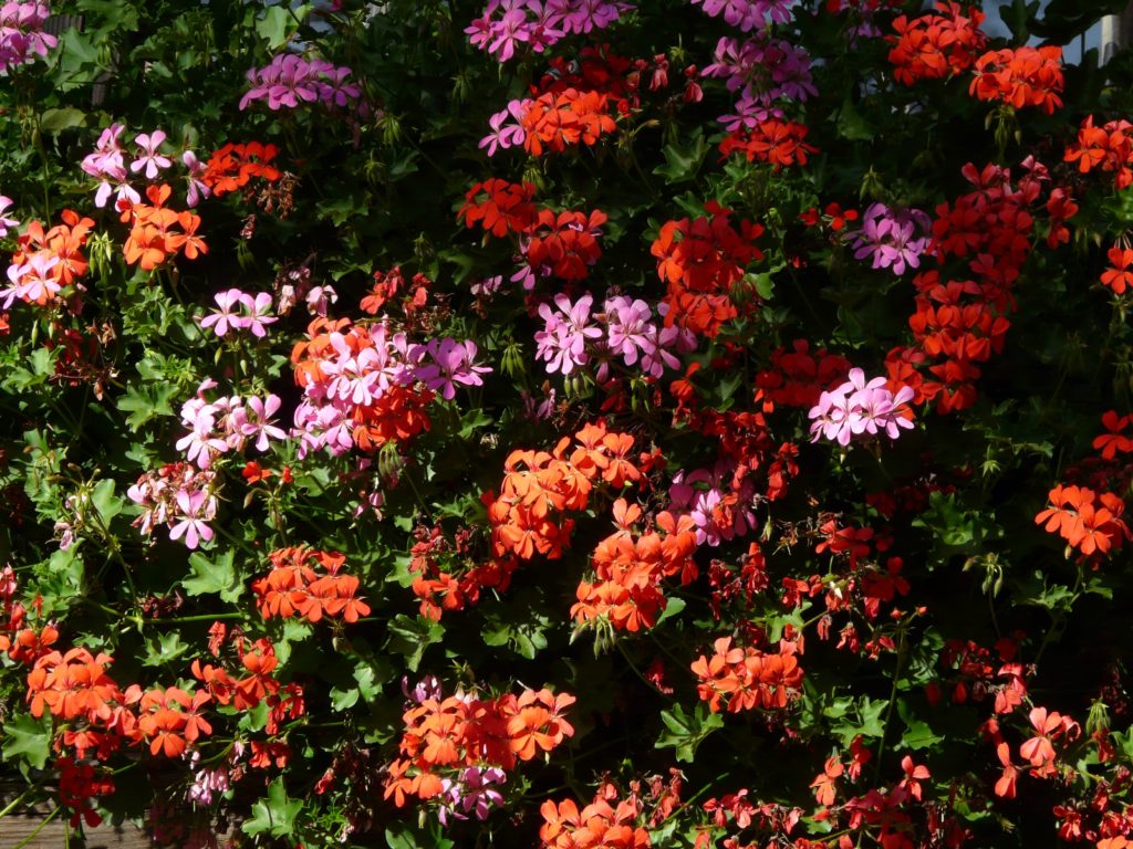 fiori Geranio Pelargonio