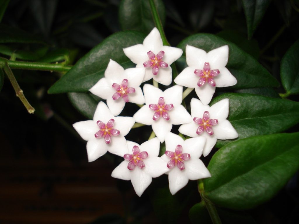 Hoya