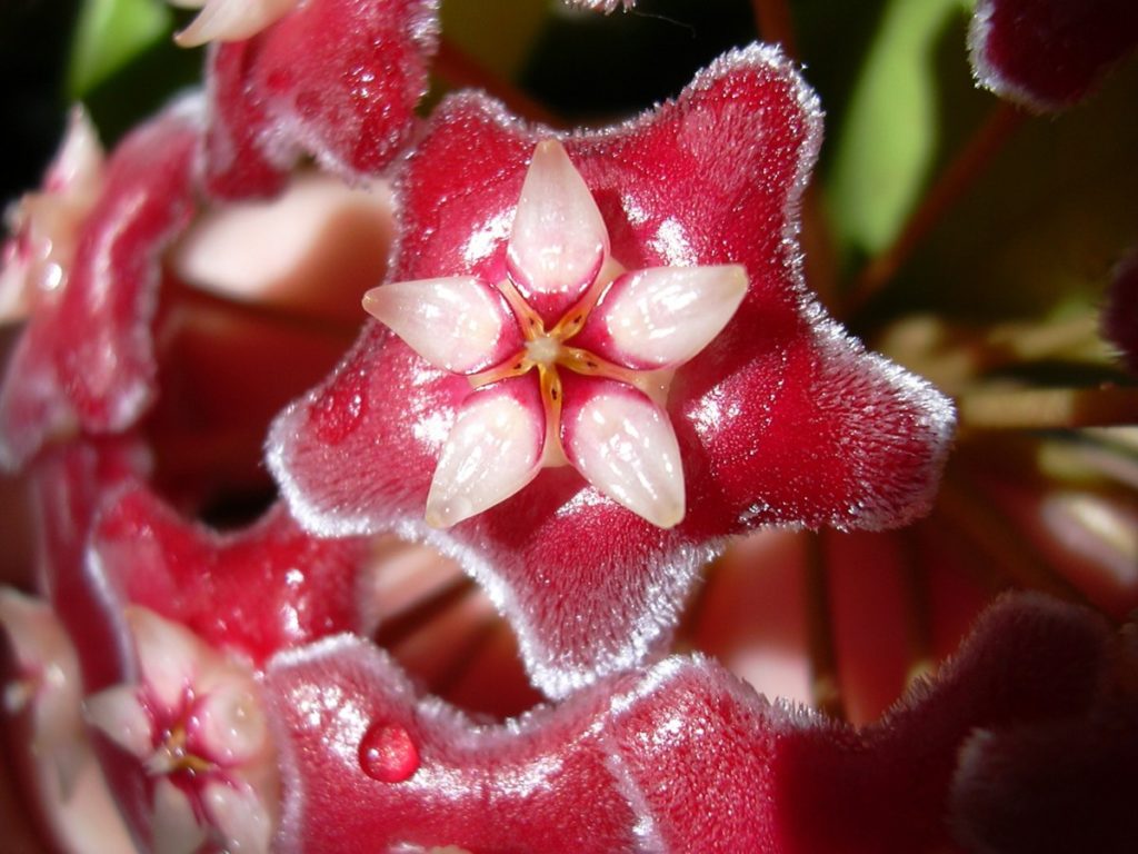 dettaglio fiore Hoya