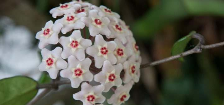 Hoya