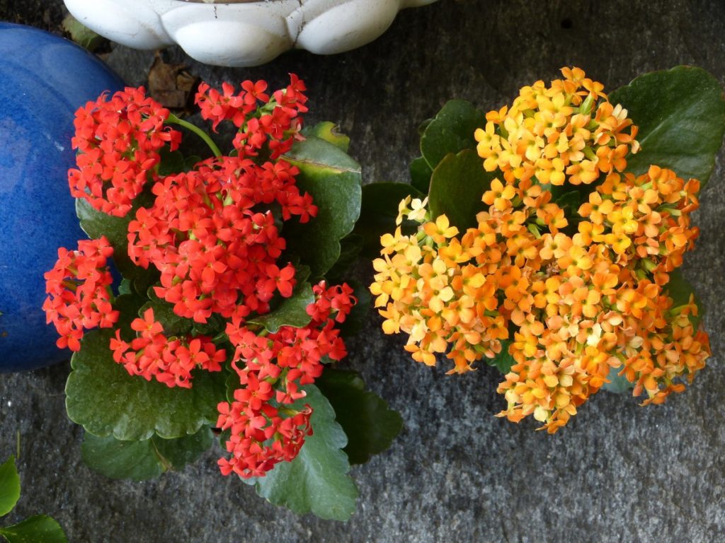 Kalanchoe gialla e rossa