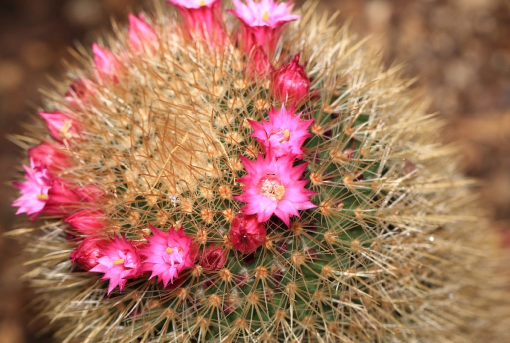 fiore Mammillaria