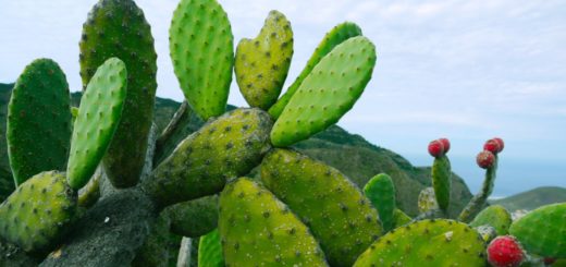 opuntia