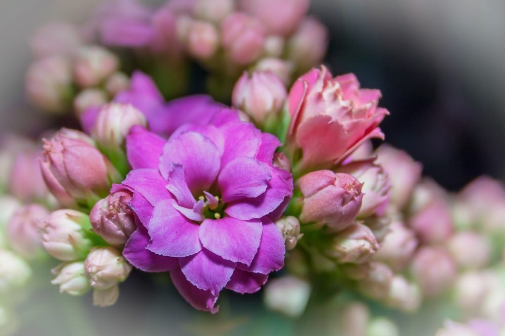 Kalanchoe rosa