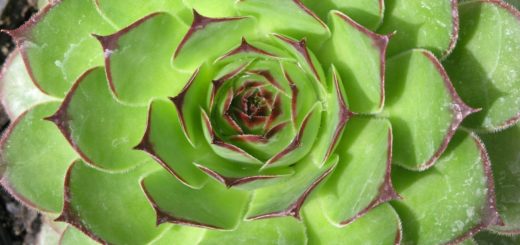 sedum