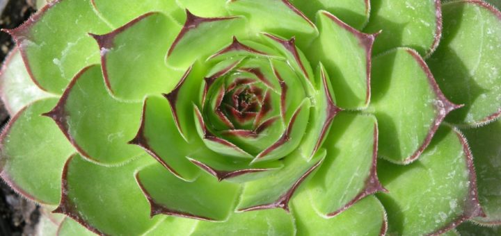 sedum