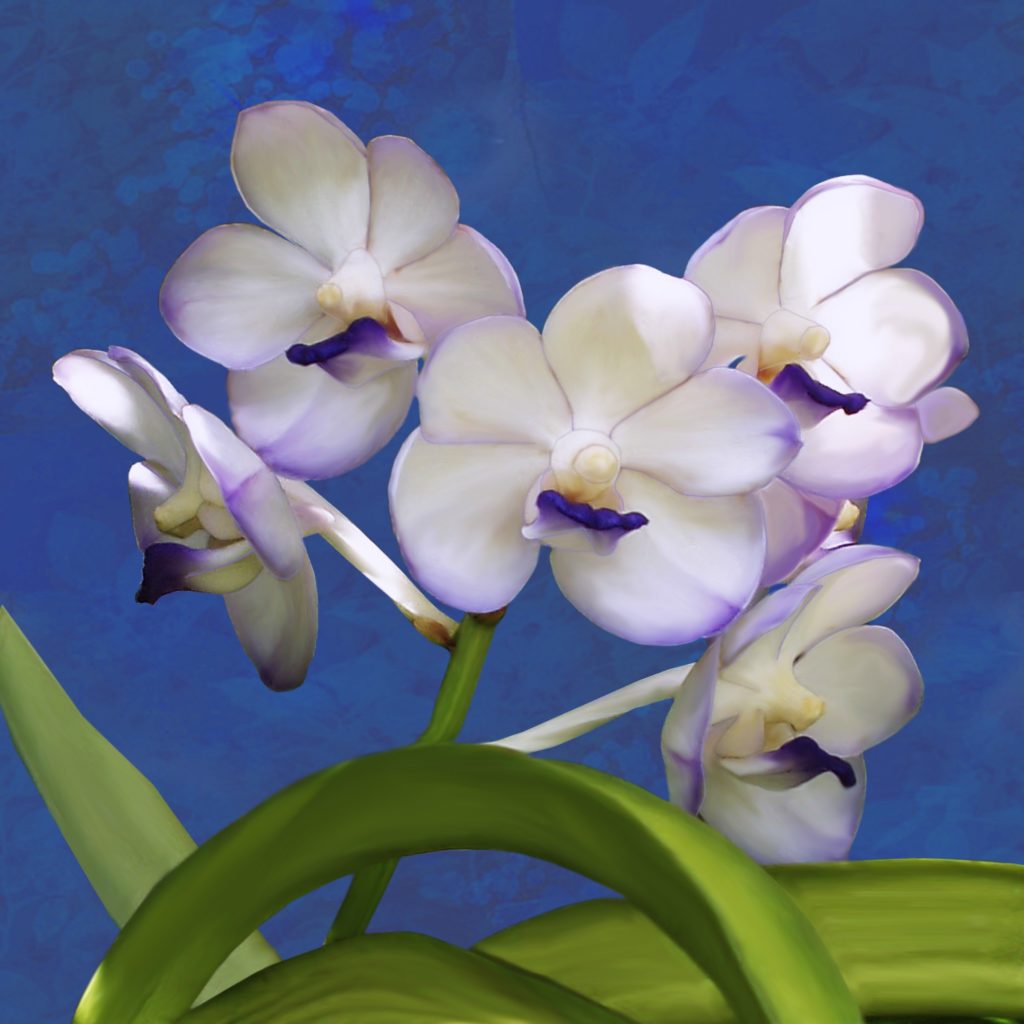 Vanda bianca