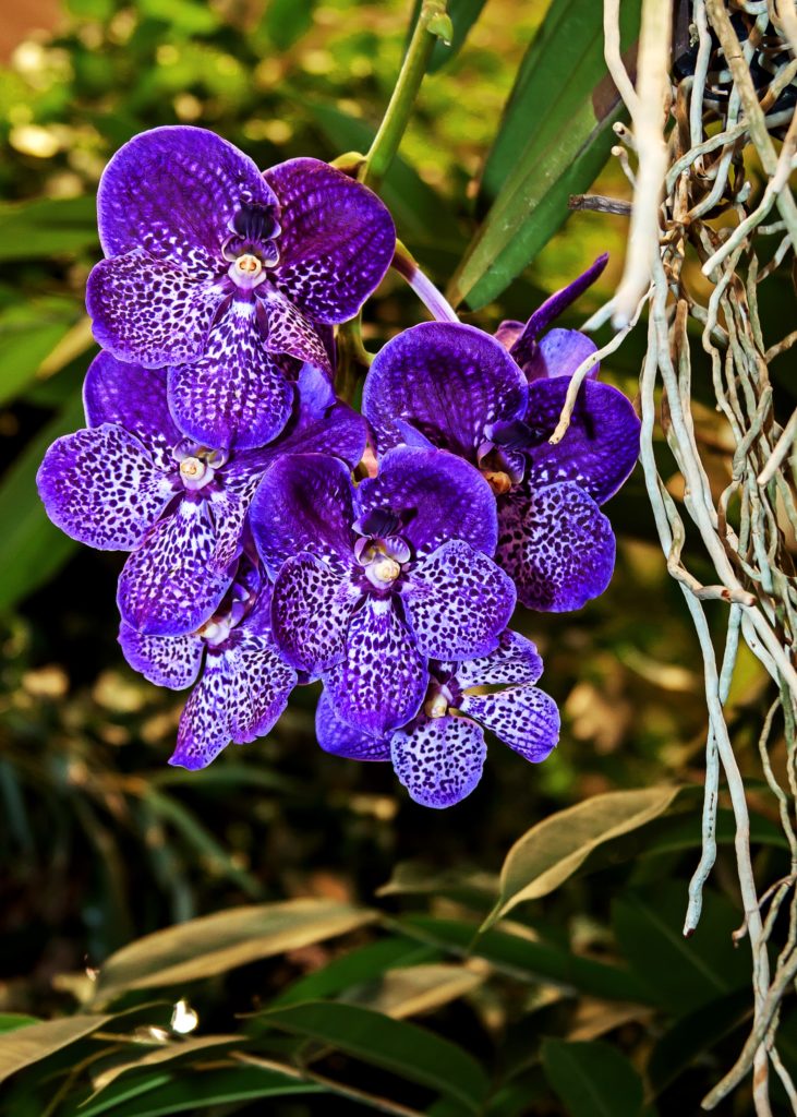 Vanda