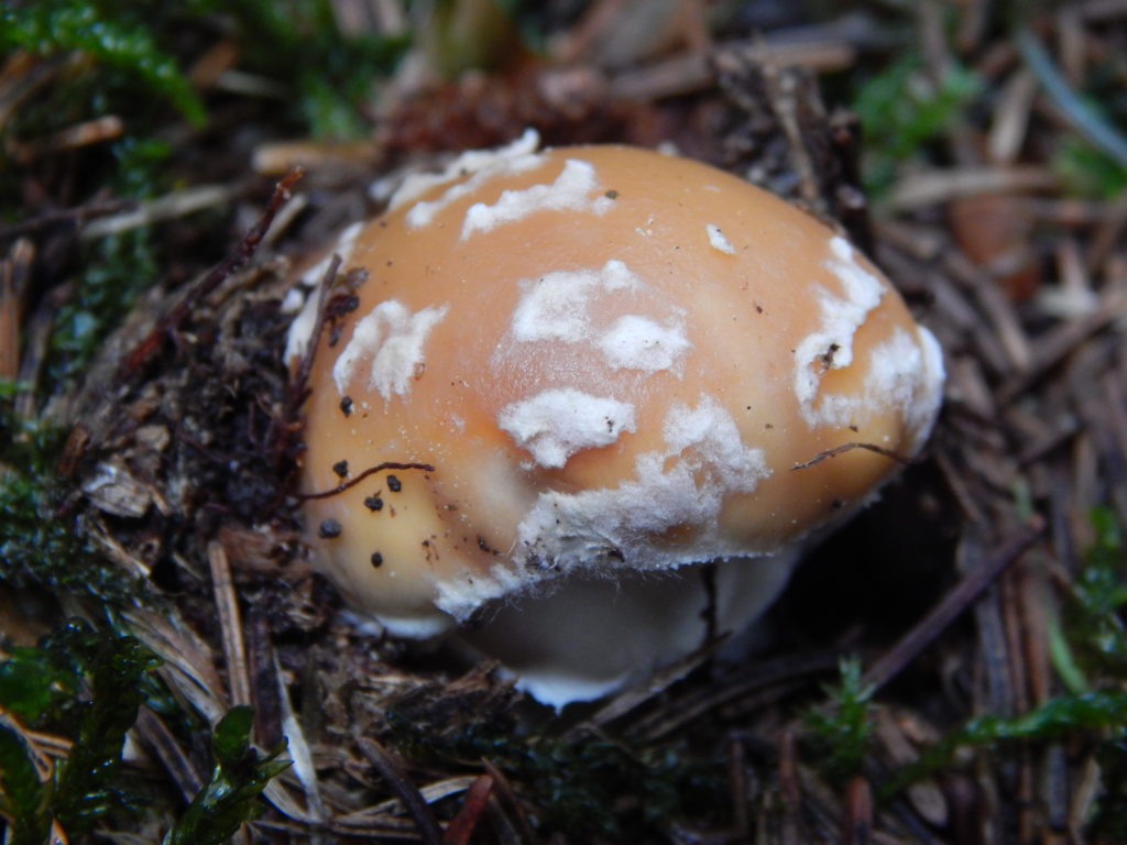 Amanita gemmata chiusa