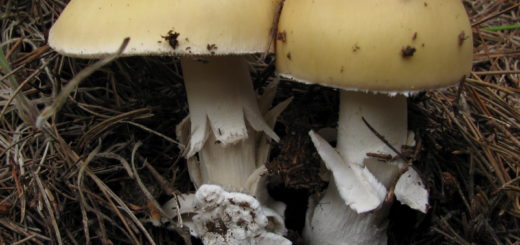 Amanita gemmata