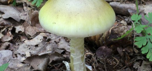 amanita phalloides