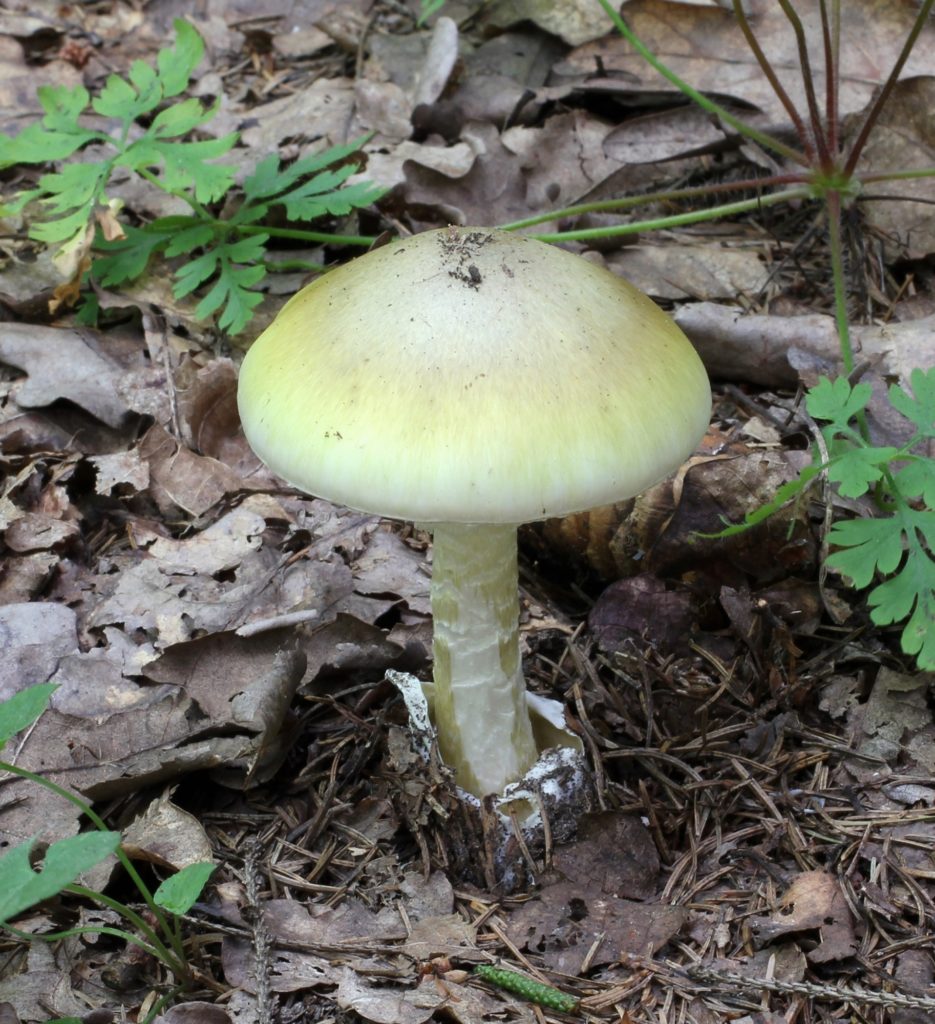 amanita phalloides