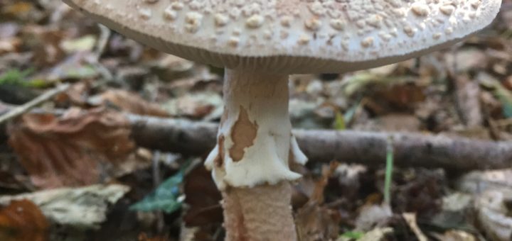 Amanita rubescens o Tignosa vinata