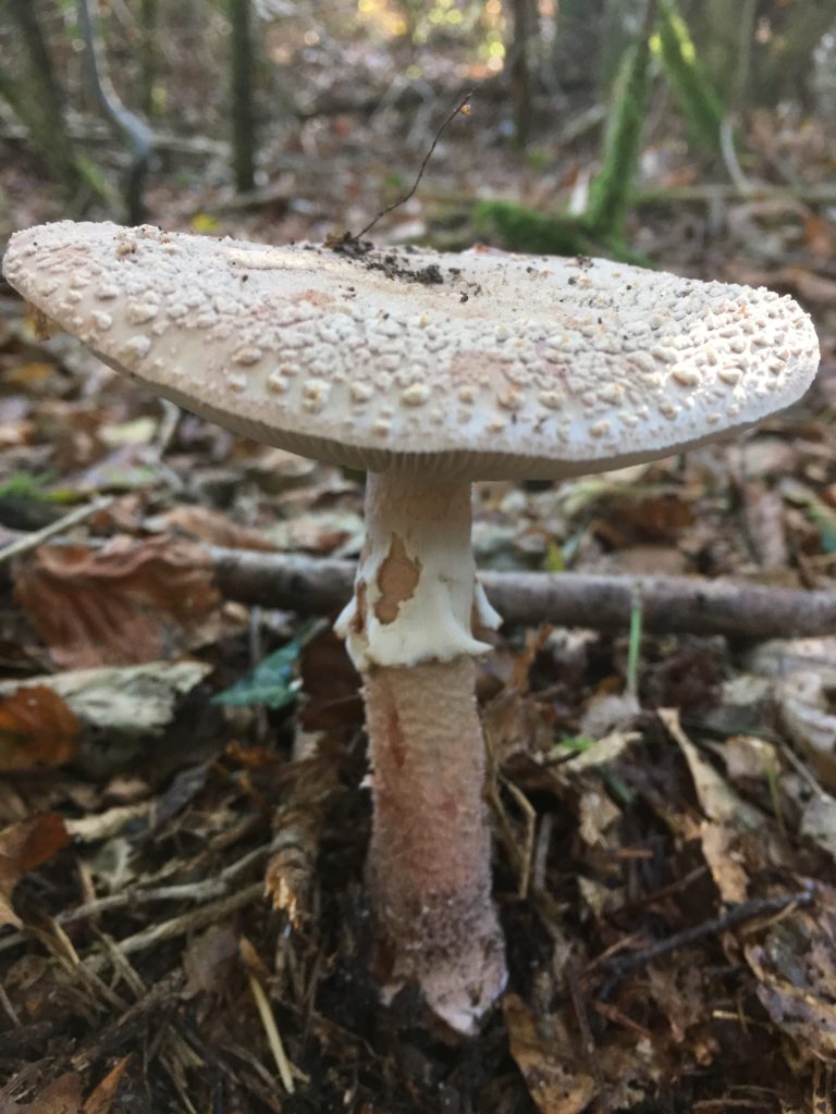 Amanita rubescens o Tignosa vinata