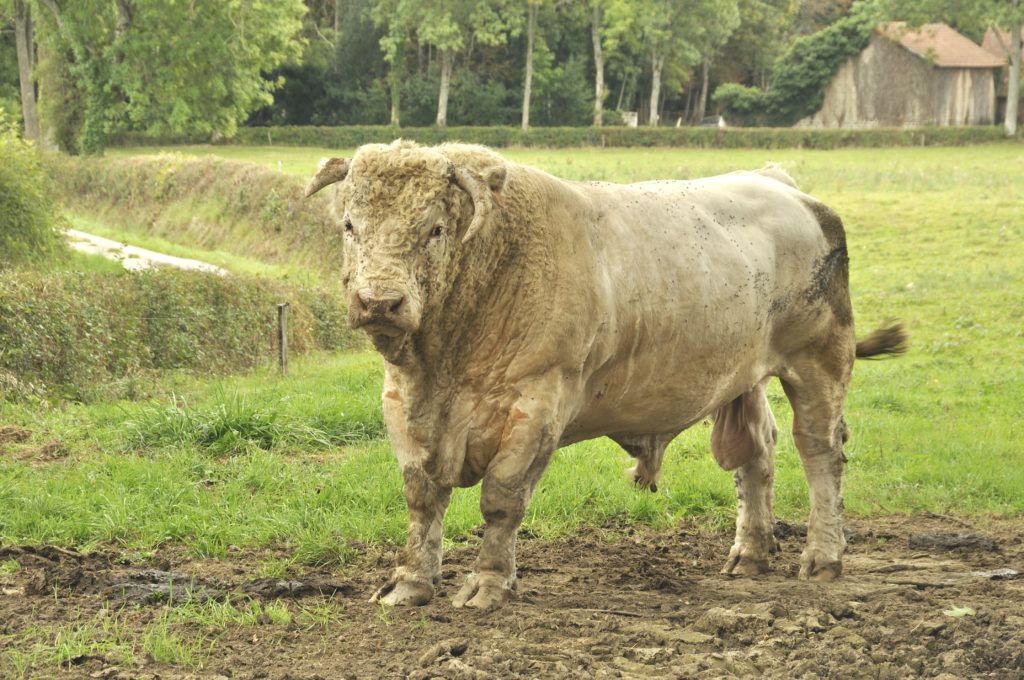 Charolais