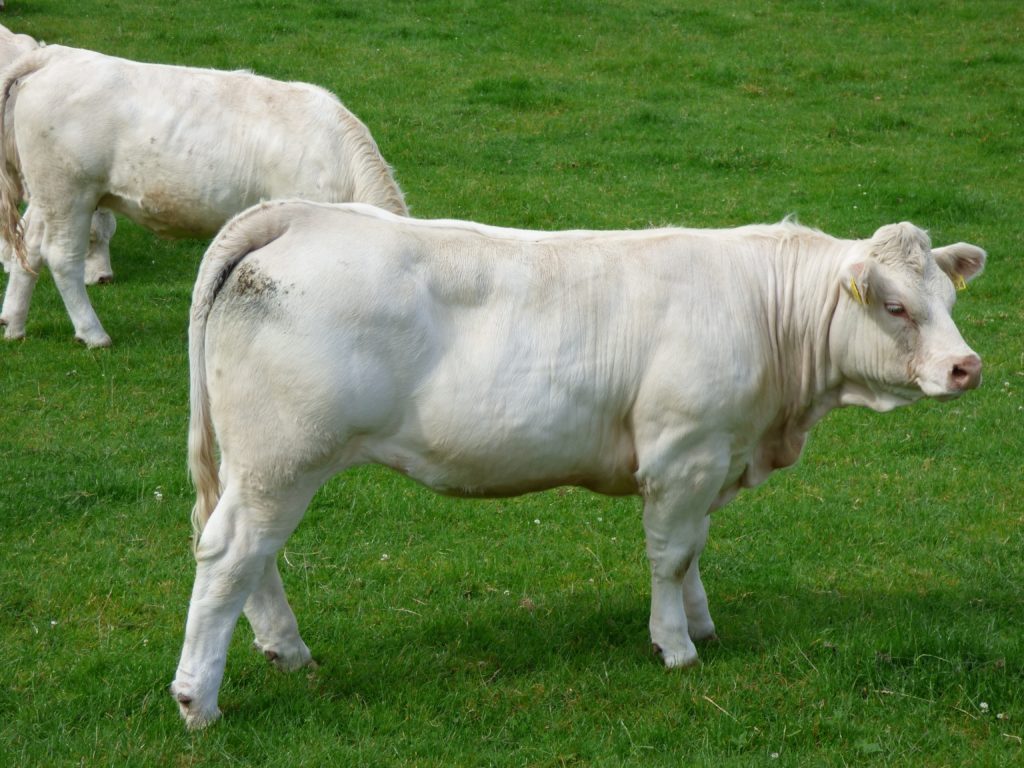 vacca Charolais