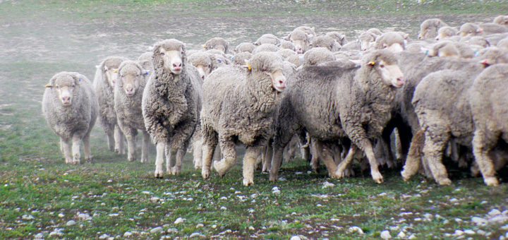 pecora merino